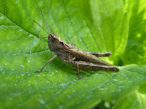 Image of Common Field Grasshopper