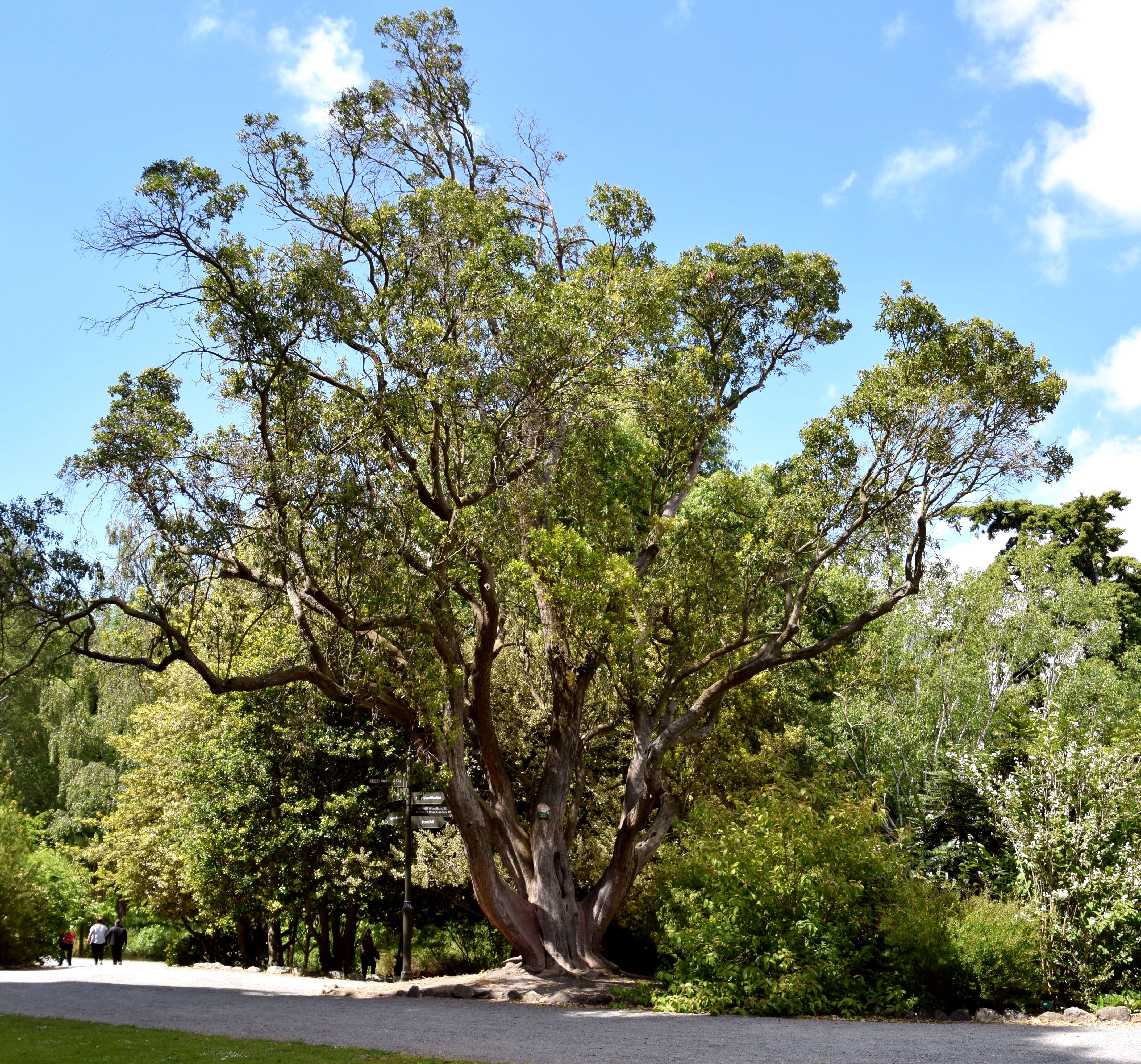 Image of strawberry tree