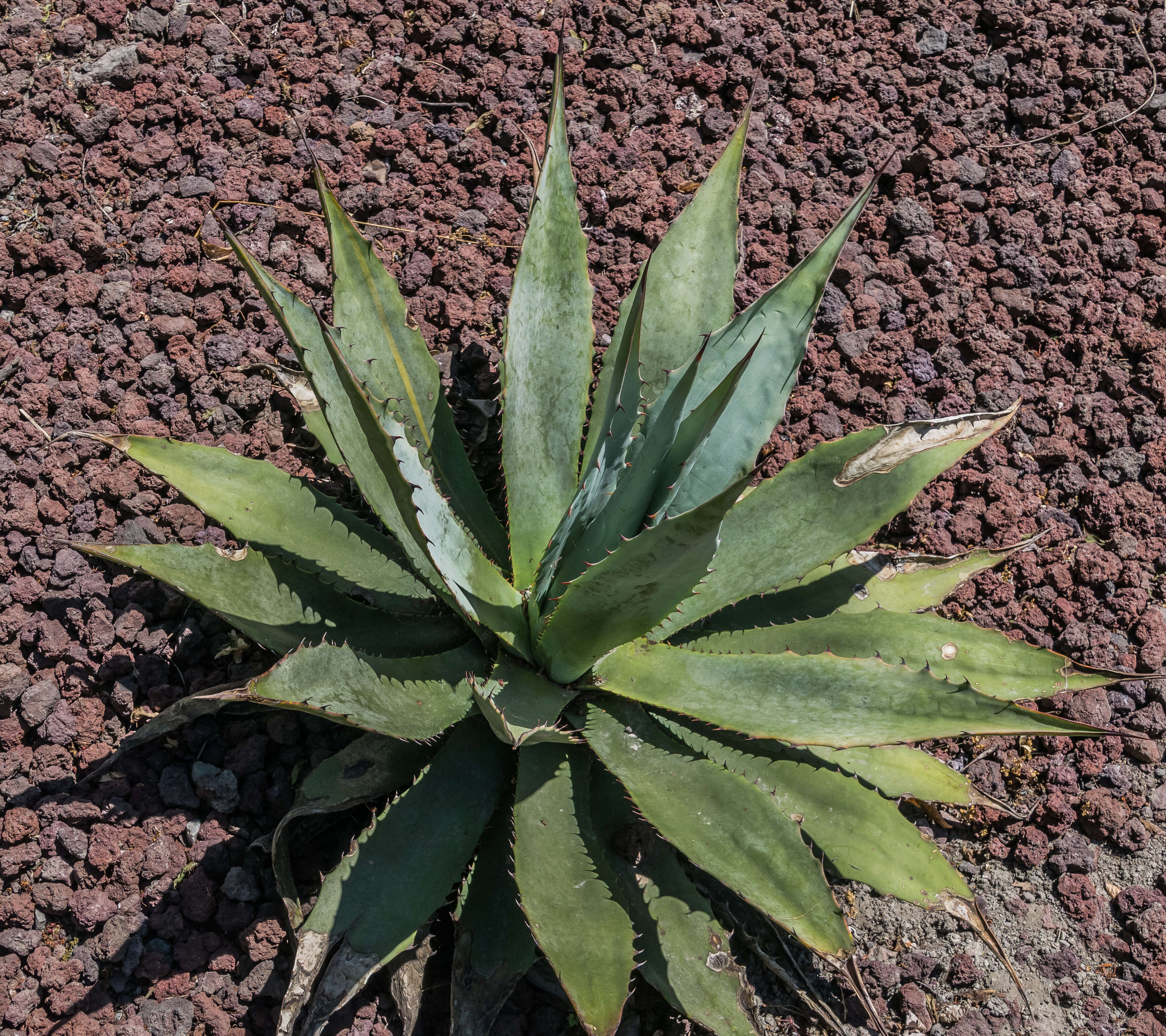 Image of goldenflower century plant