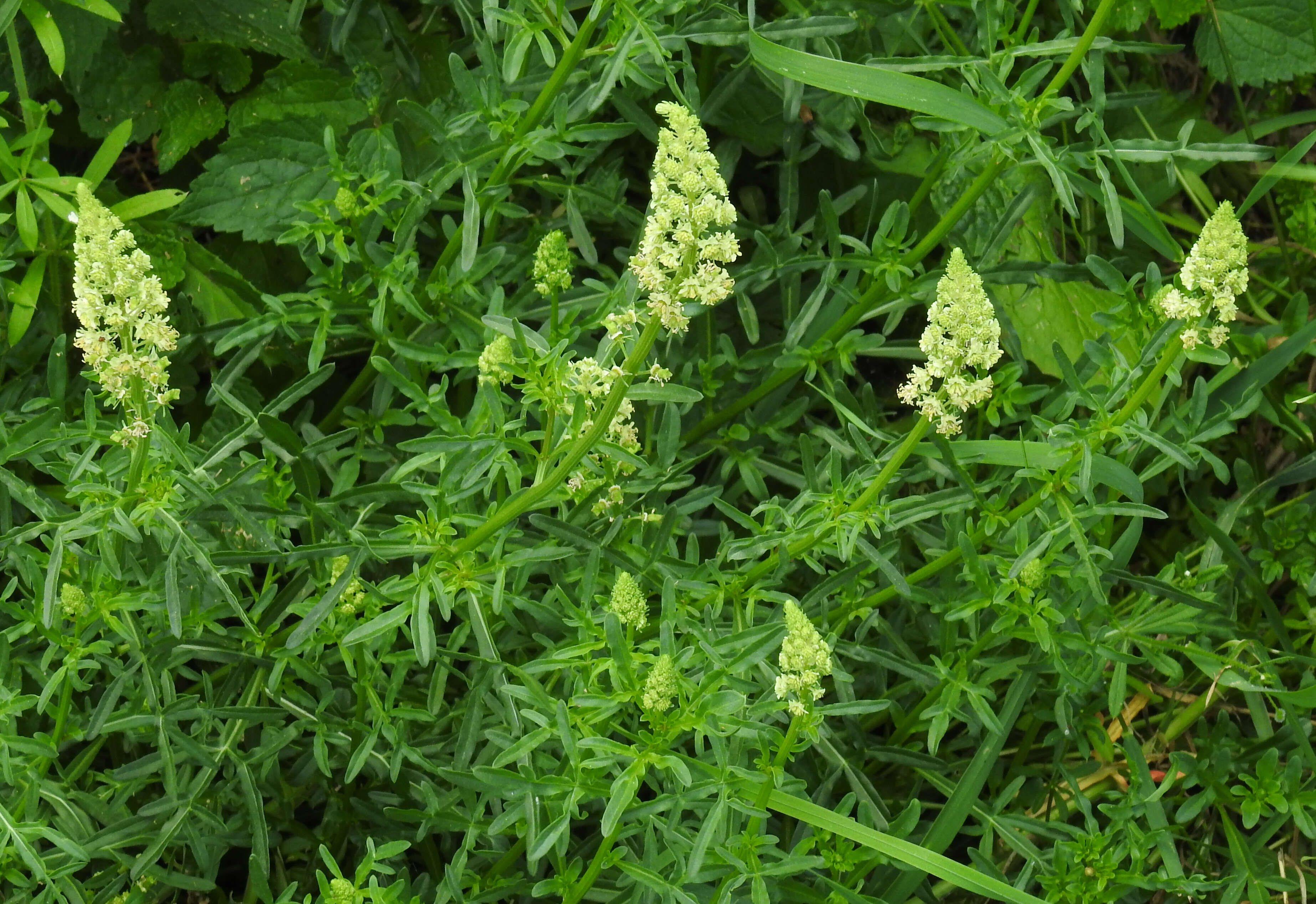 Слика од Reseda lutea L.