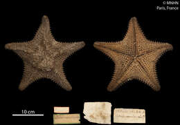 Image of Red cushion sea star