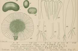 Image of Codium mamillosum Harvey 1855