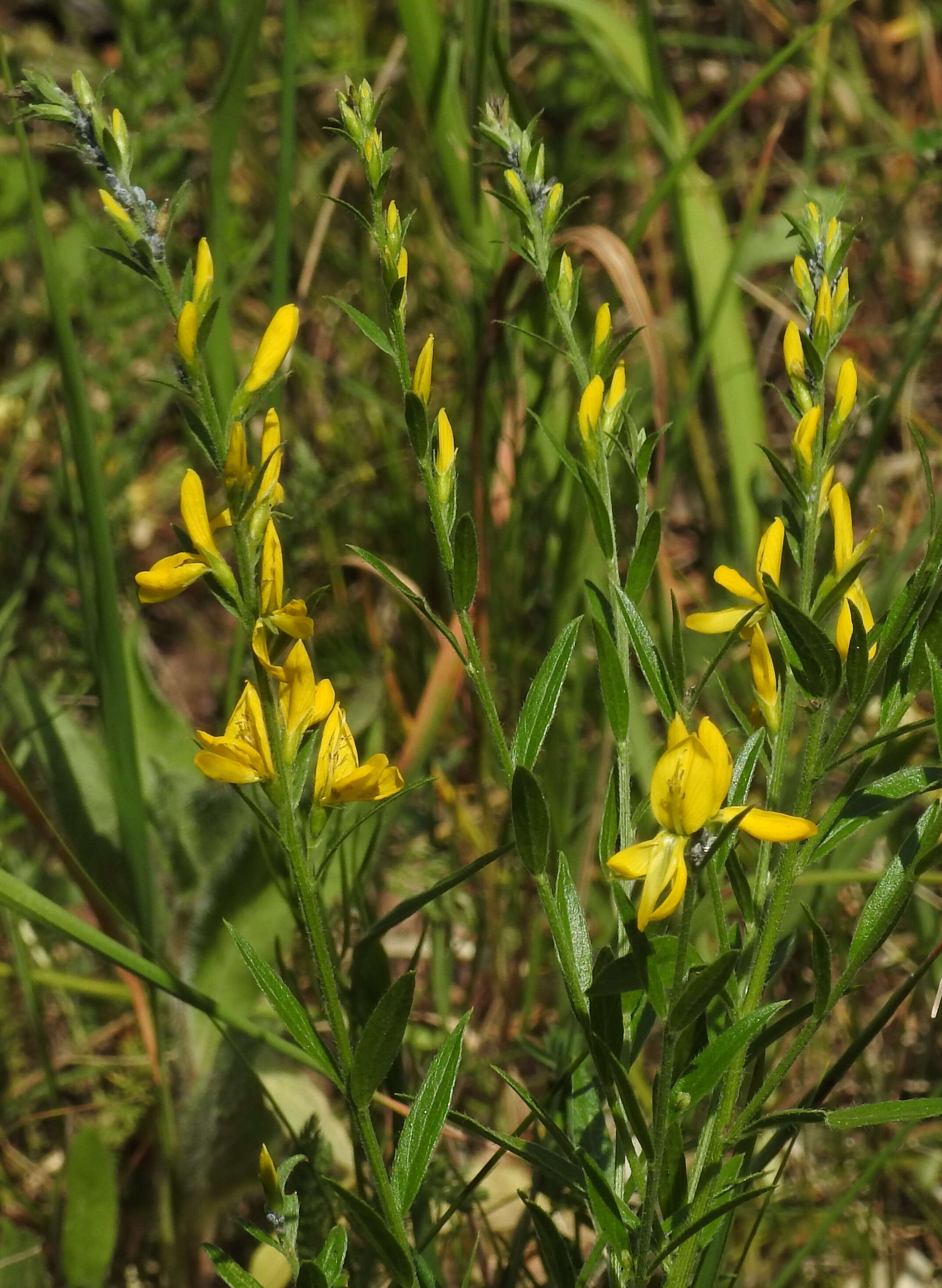 Imagem de Genista tinctoria L.