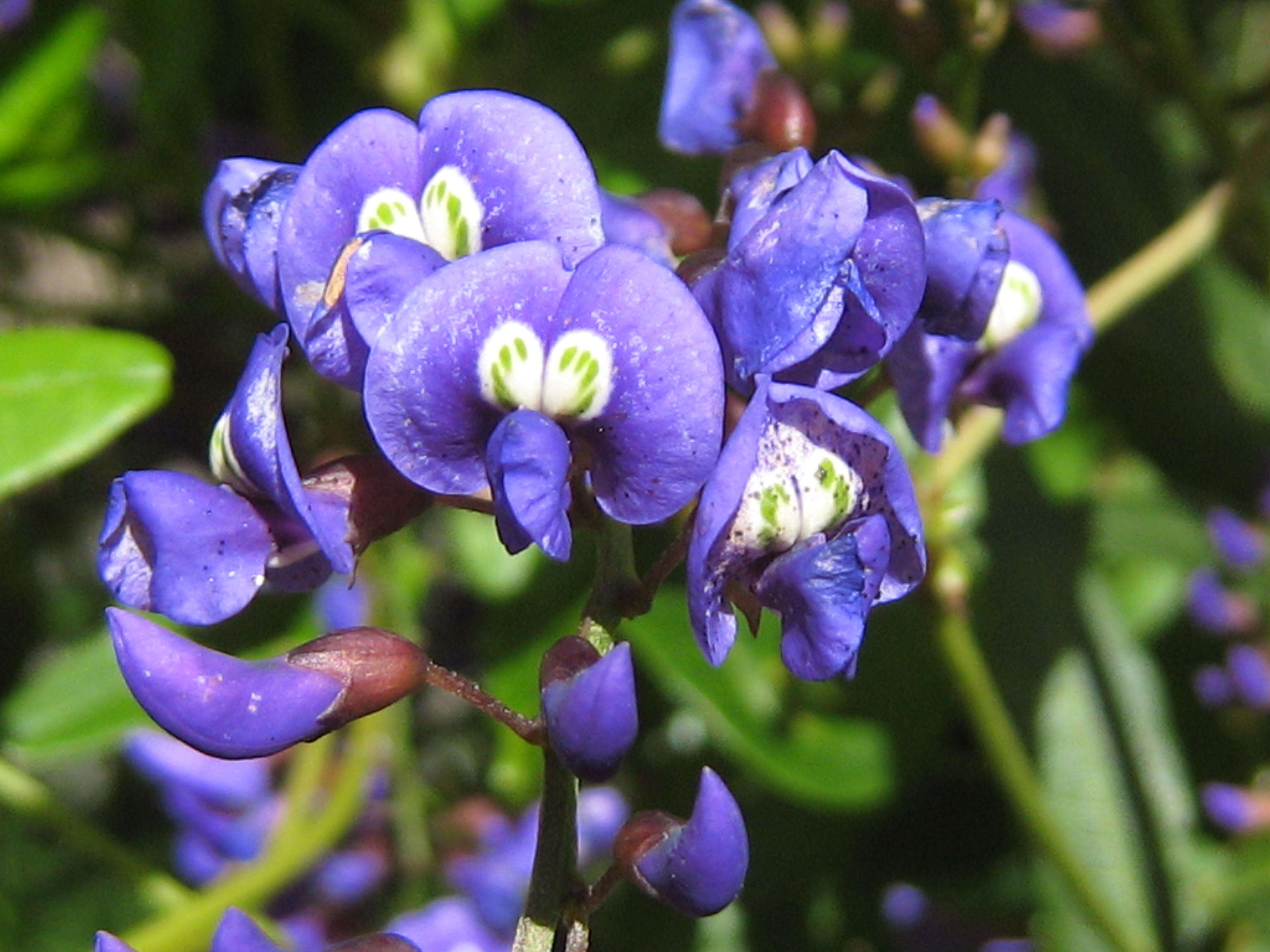 Image of Australian lilac vine