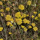 Image of Conostylis aurea Lindl.