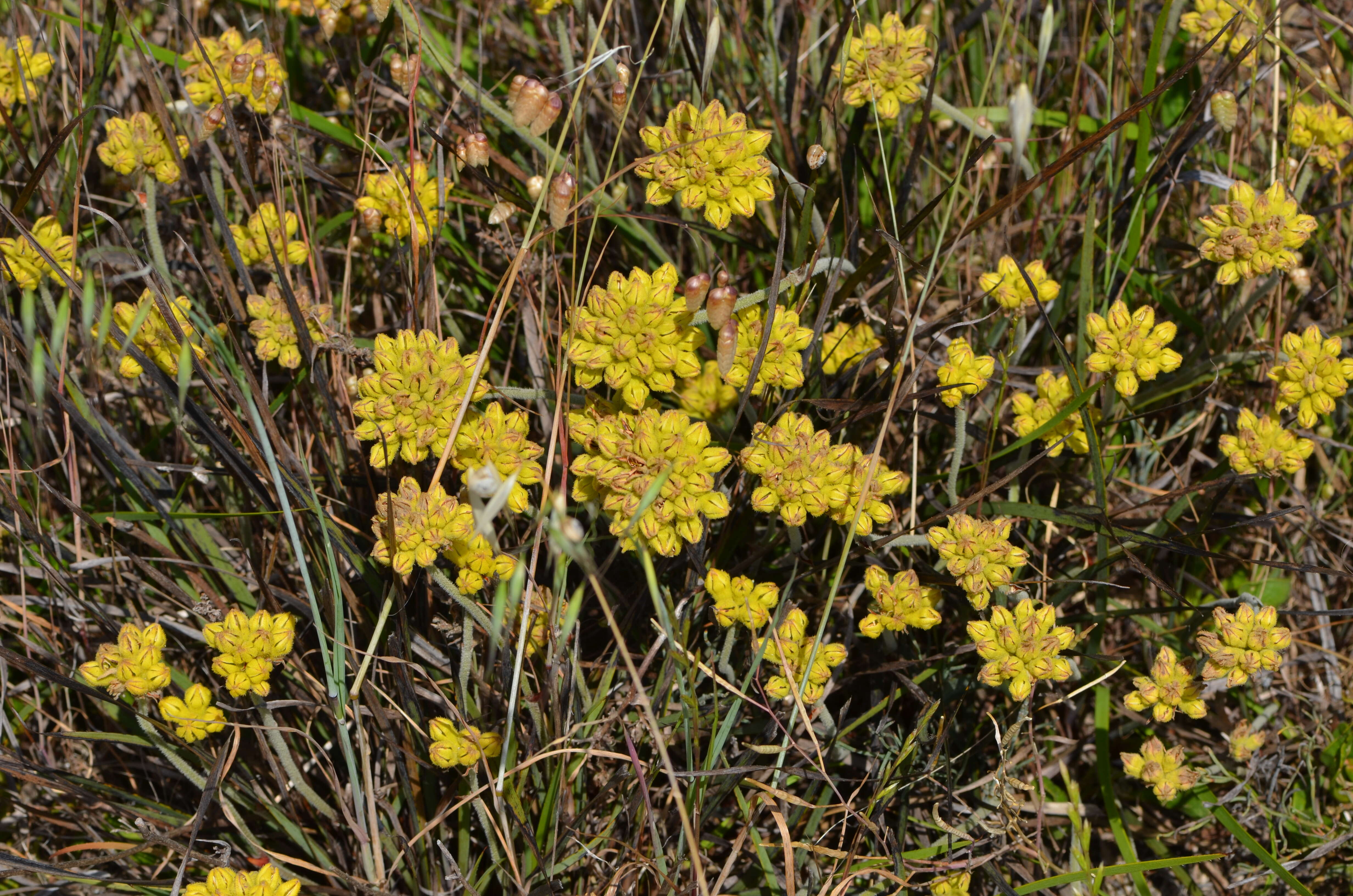 Image of Conostylis aurea Lindl.