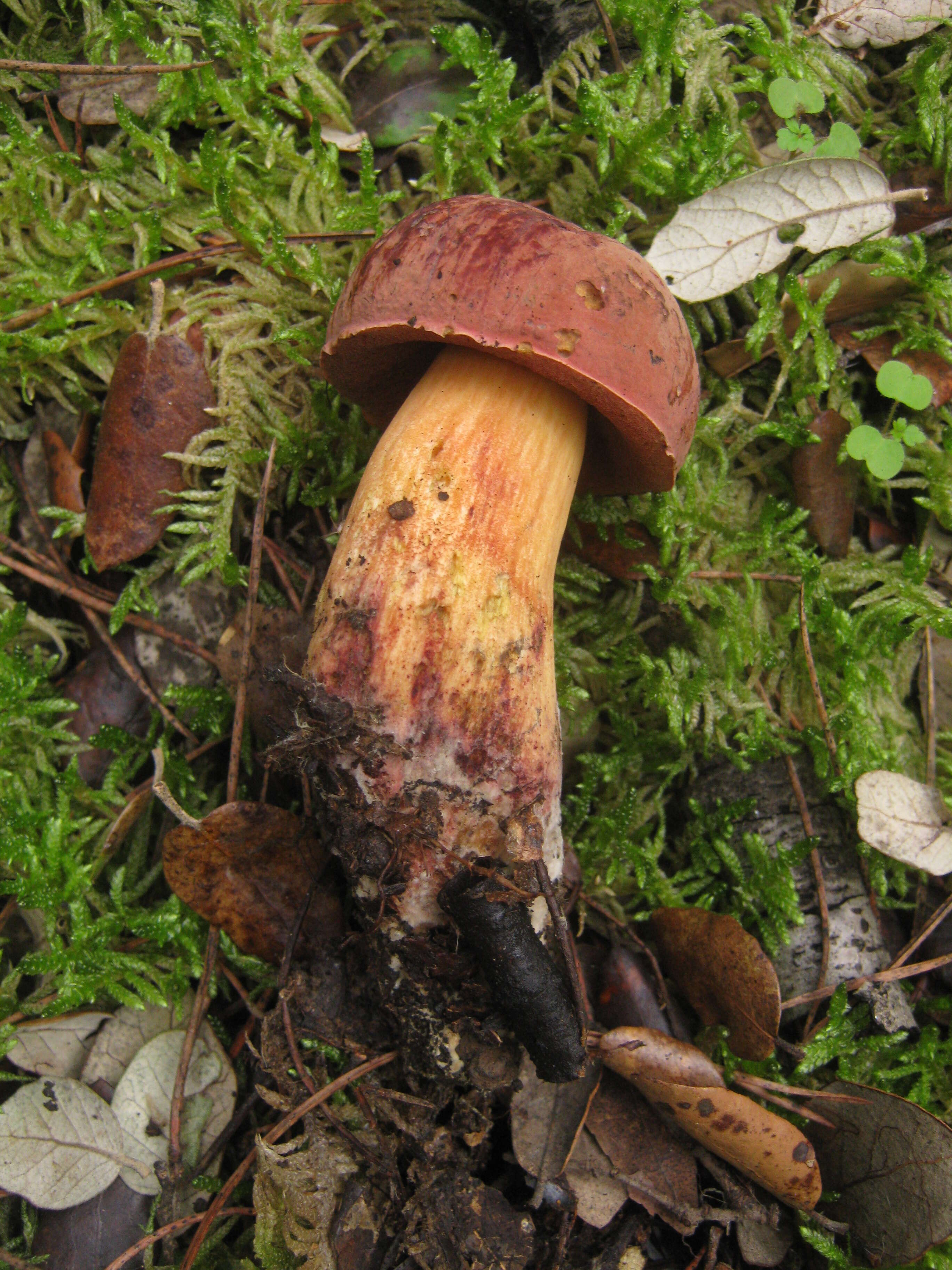 Image of Deceiving Bolete