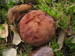 Image of Deceiving Bolete