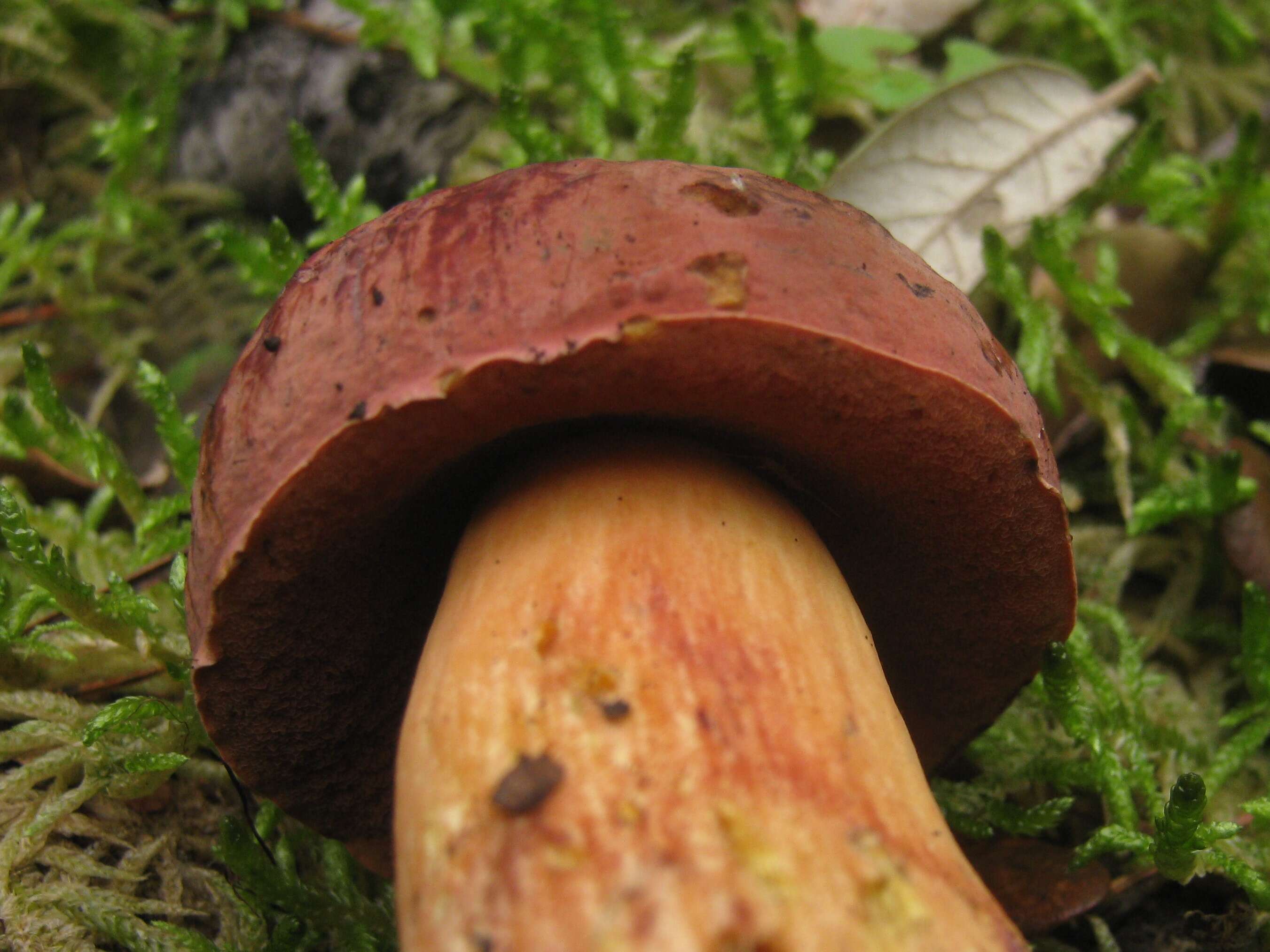 Image of Deceiving Bolete