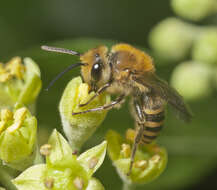 Image of English ivy