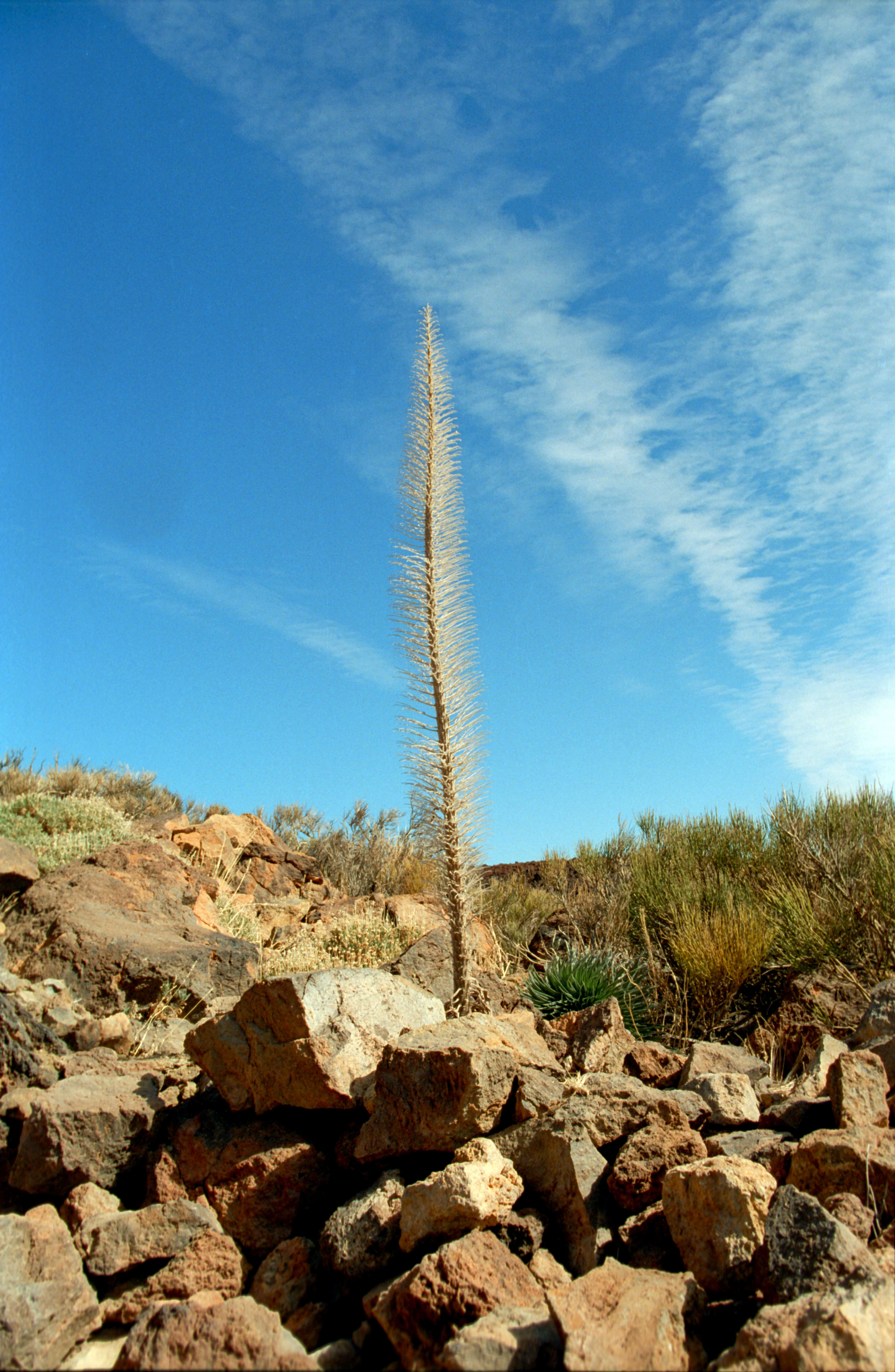 Image of Echium wildpretii H. H. W. Pearson ex Hook. fil.