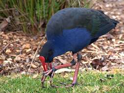 Image of Australasian Swamphen