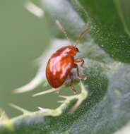 Image of Sphaeroderma testaceum