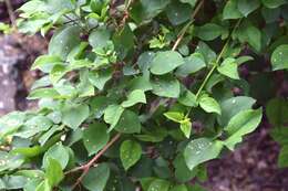 Image of weeping forsythia