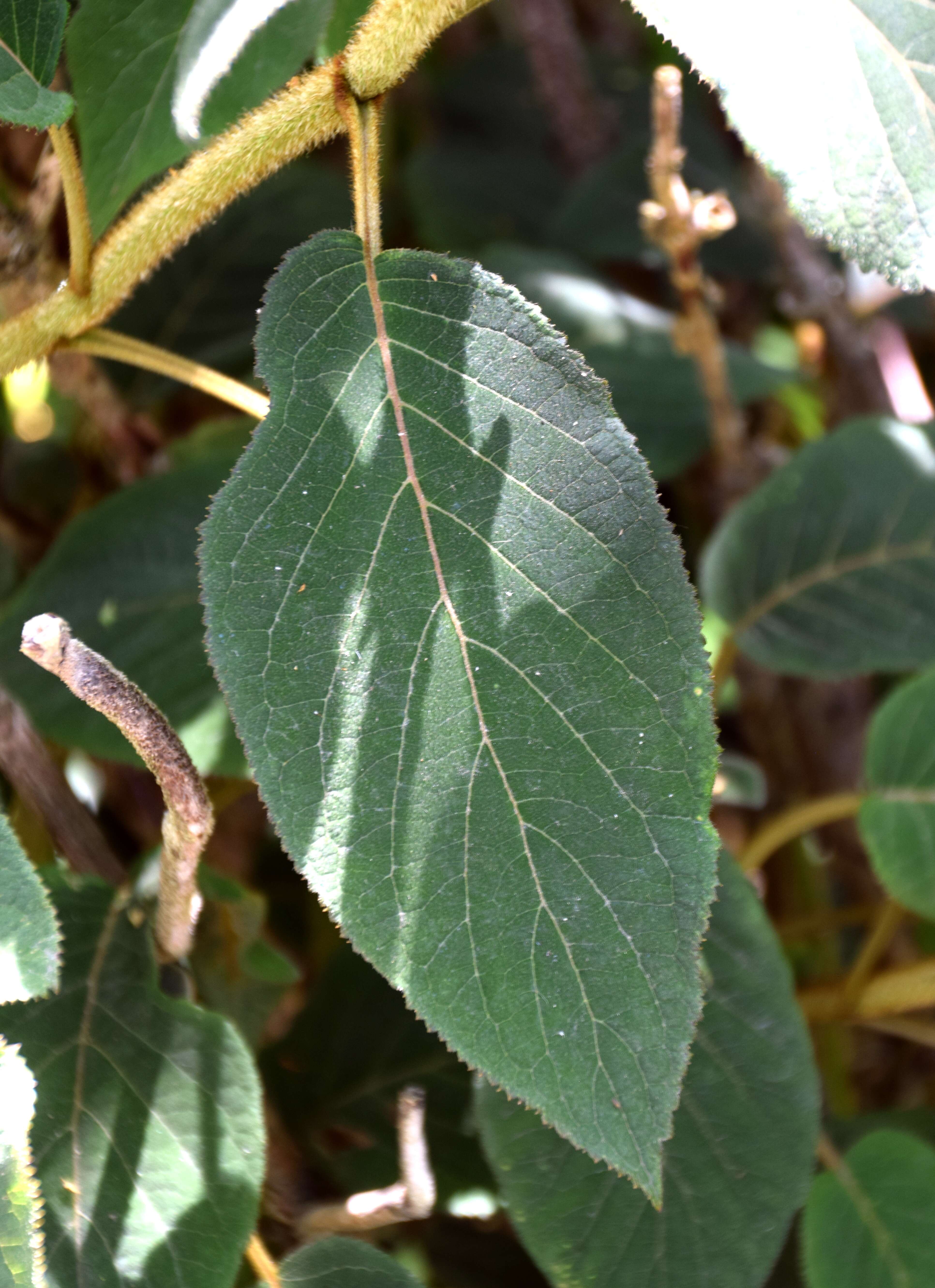 Image of Hydrangea aspera Buch.-Ham. ex D. Don