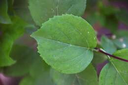 Image of weeping forsythia