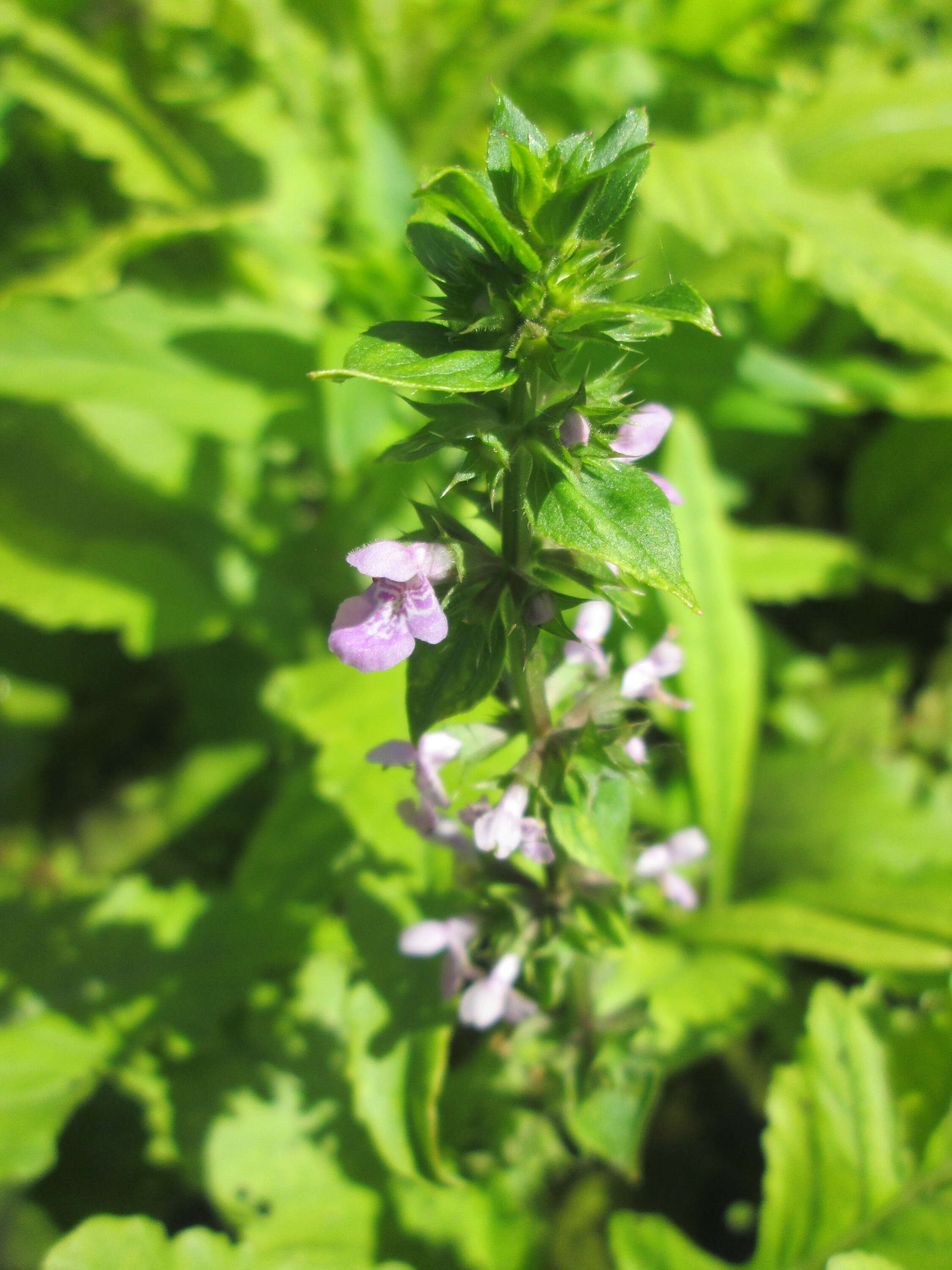 Image of Hedge-nettle