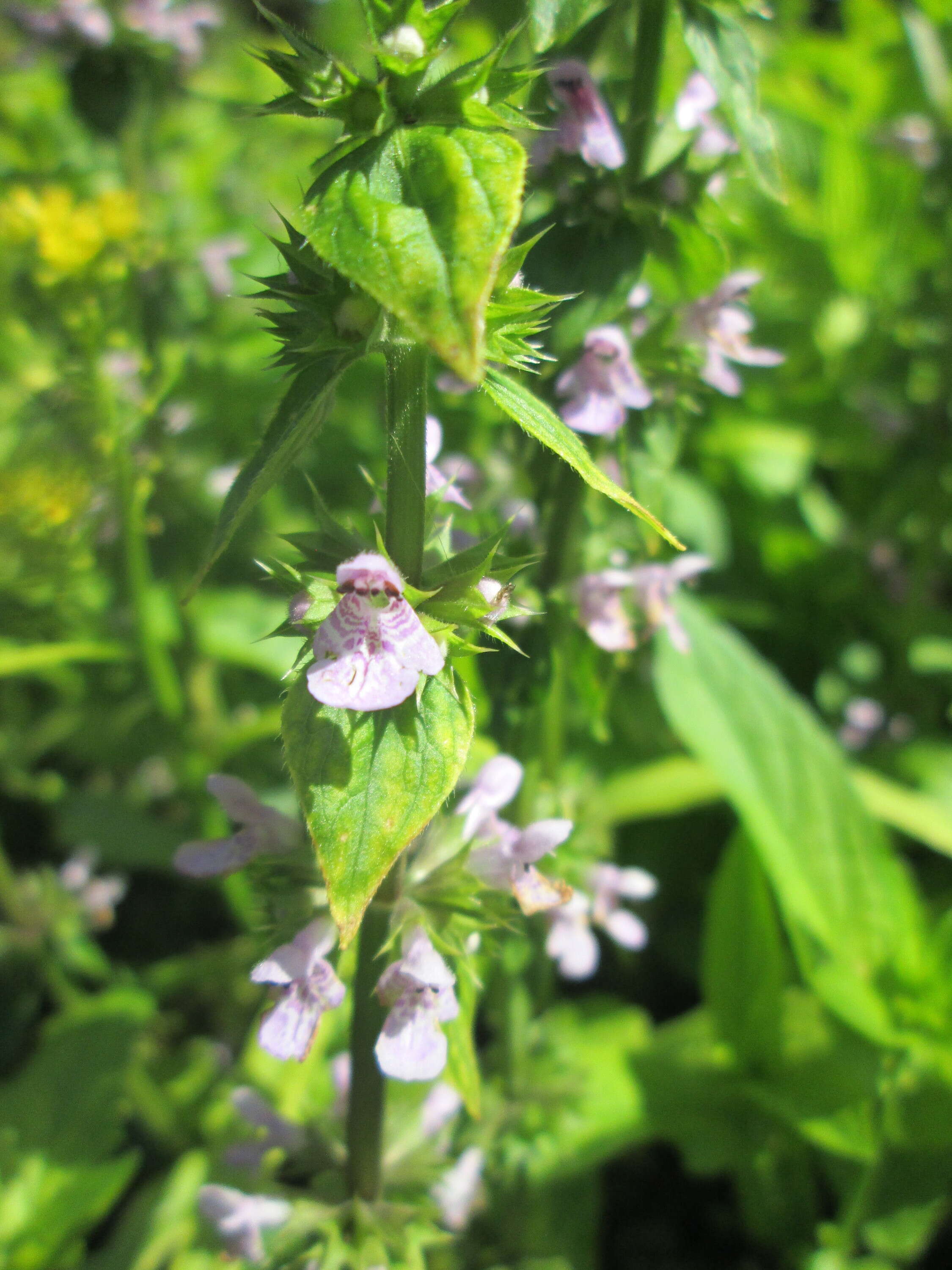 Слика од Stachys palustris L.