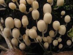 Image of Trooping Inkcaps