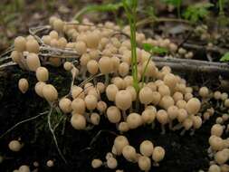 Image of Trooping Inkcaps