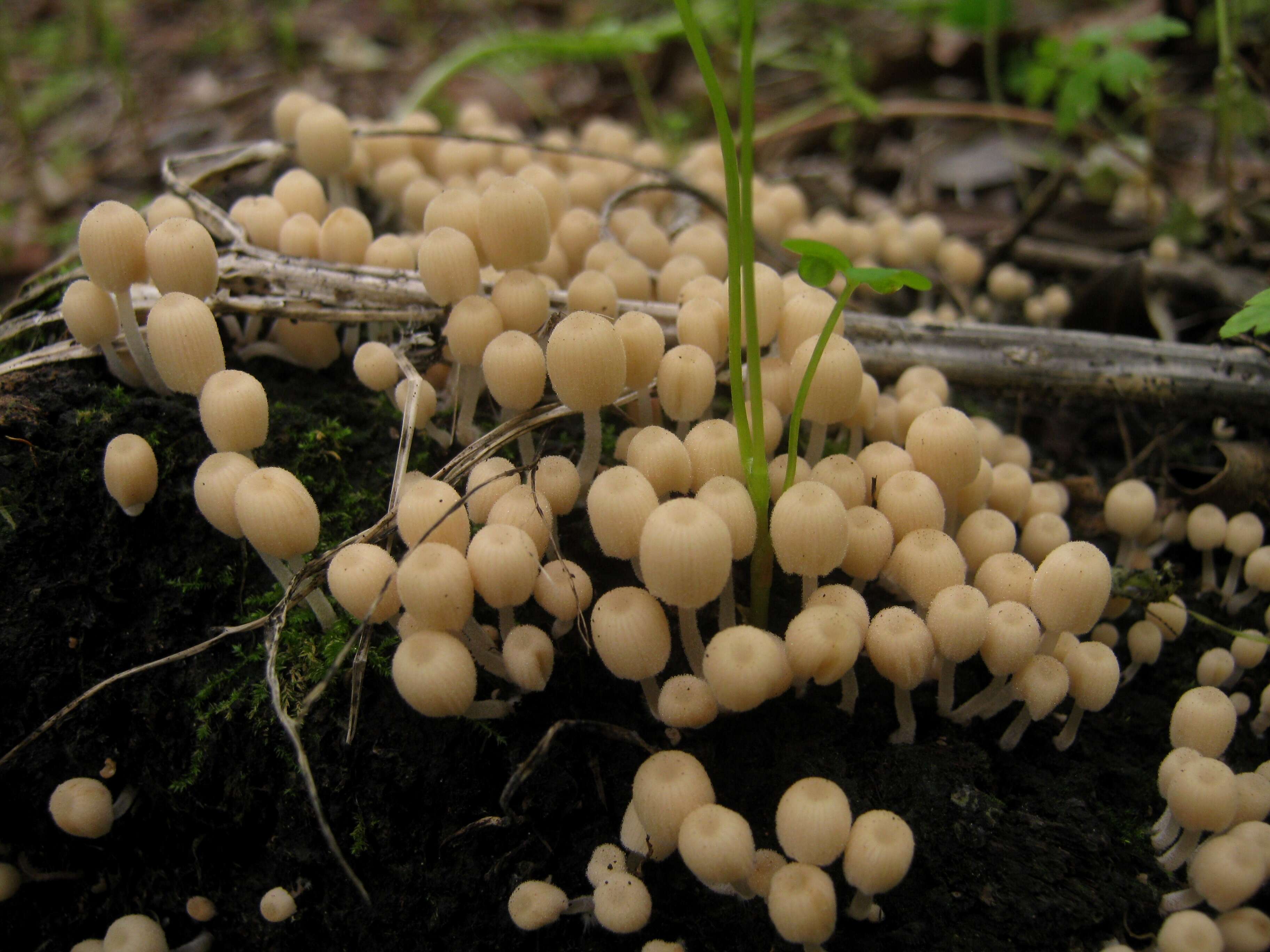 Image of Trooping Inkcaps