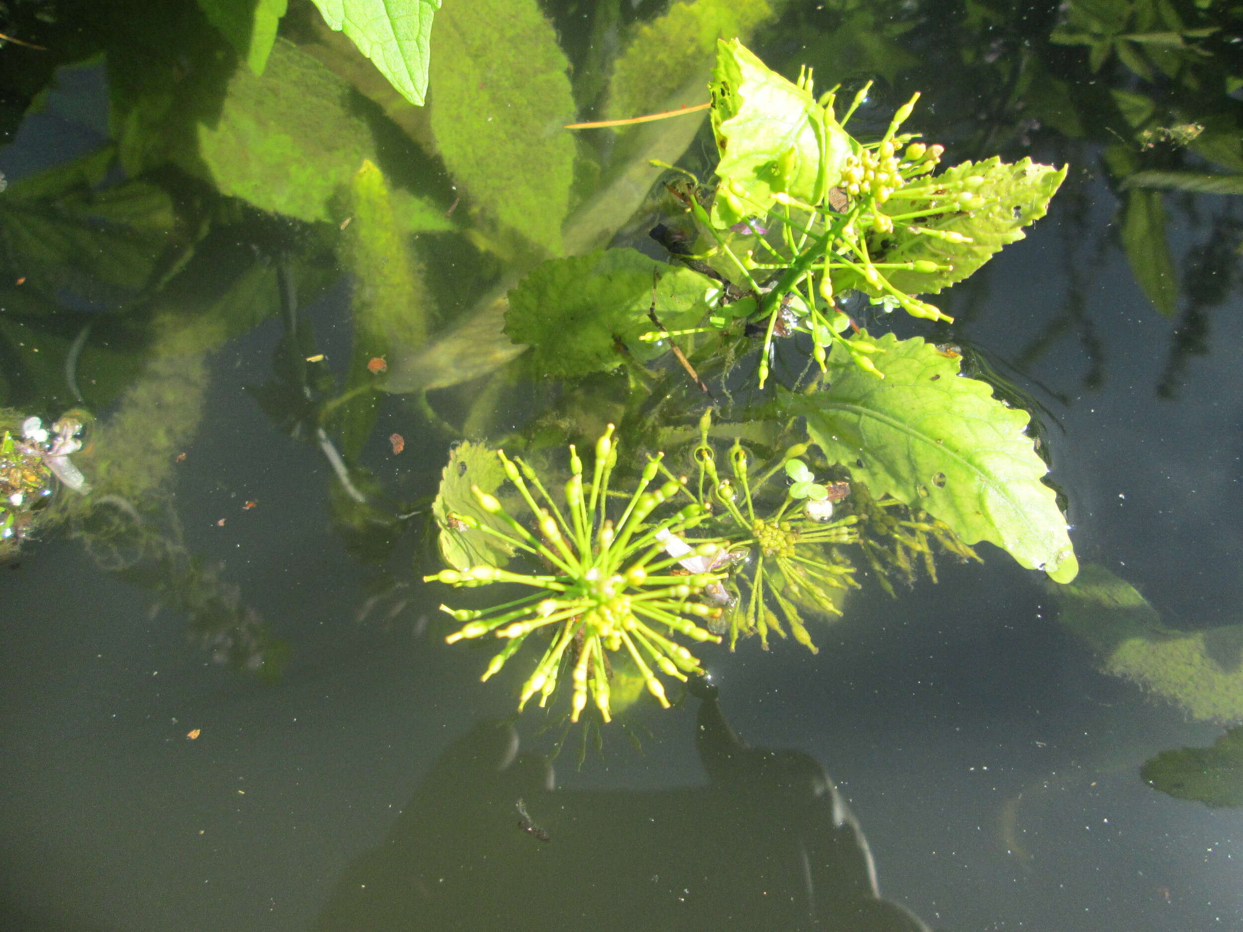 Слика од Rorippa amphibia (L.) Besser