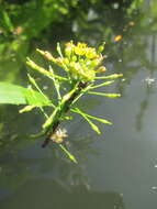 Image of Great Yellow-cress