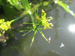 Image of Great Yellow-cress