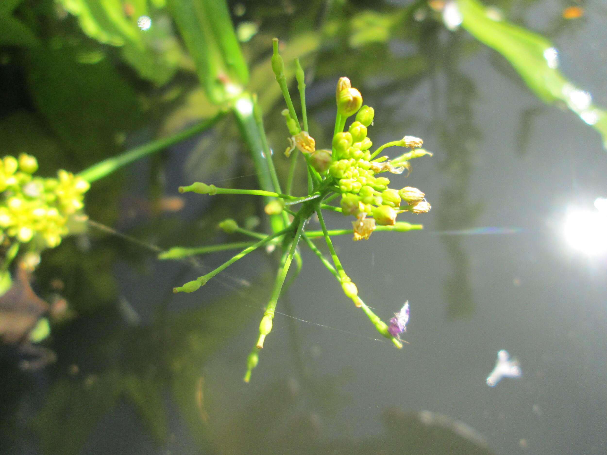 Image of Great Yellow-cress