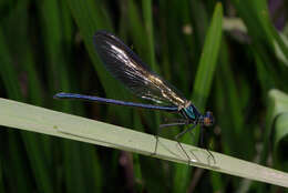 Image of Western Demoiselle