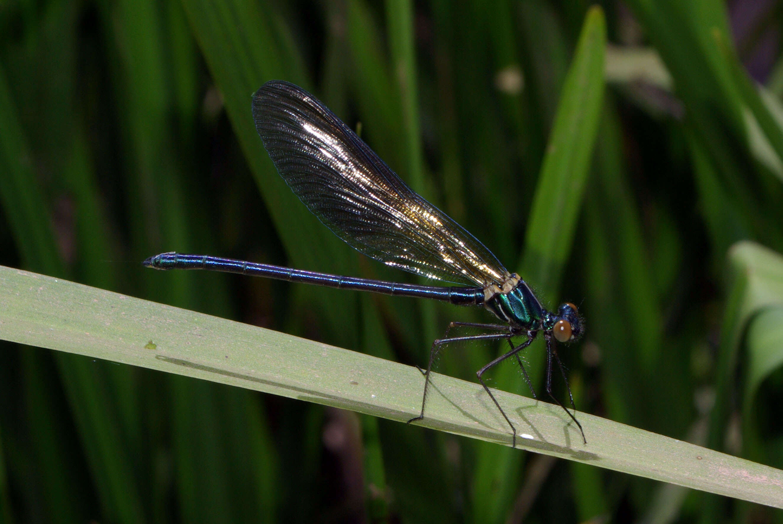 Image of Western Demoiselle