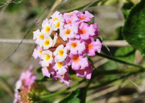 Image of lantana