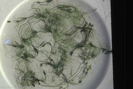 Image of Dark Stonewort