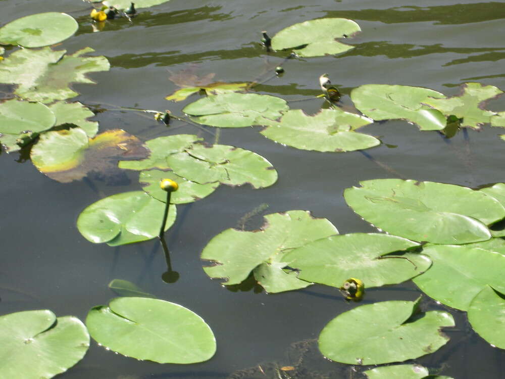 Image of Yellow Water-lily