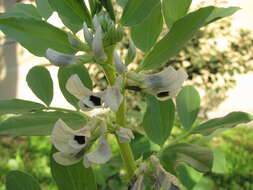 Image of Broad Bean