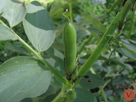 Image of Broad Bean