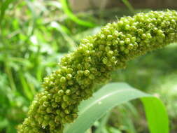 Image of Foxtail millet