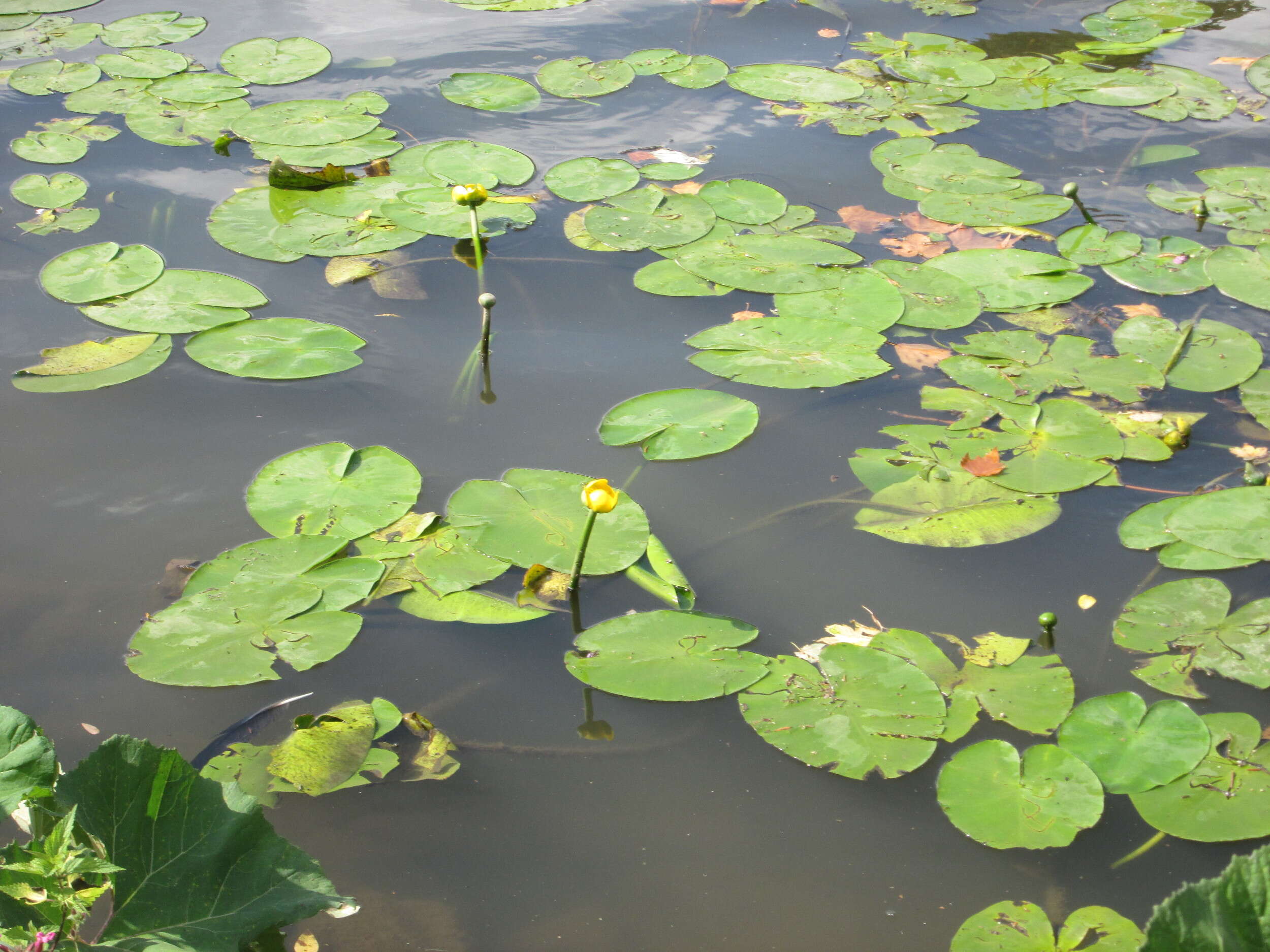 Image of Yellow Water-lily