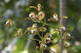 Image of Cymbidium erythraeum Lindl.