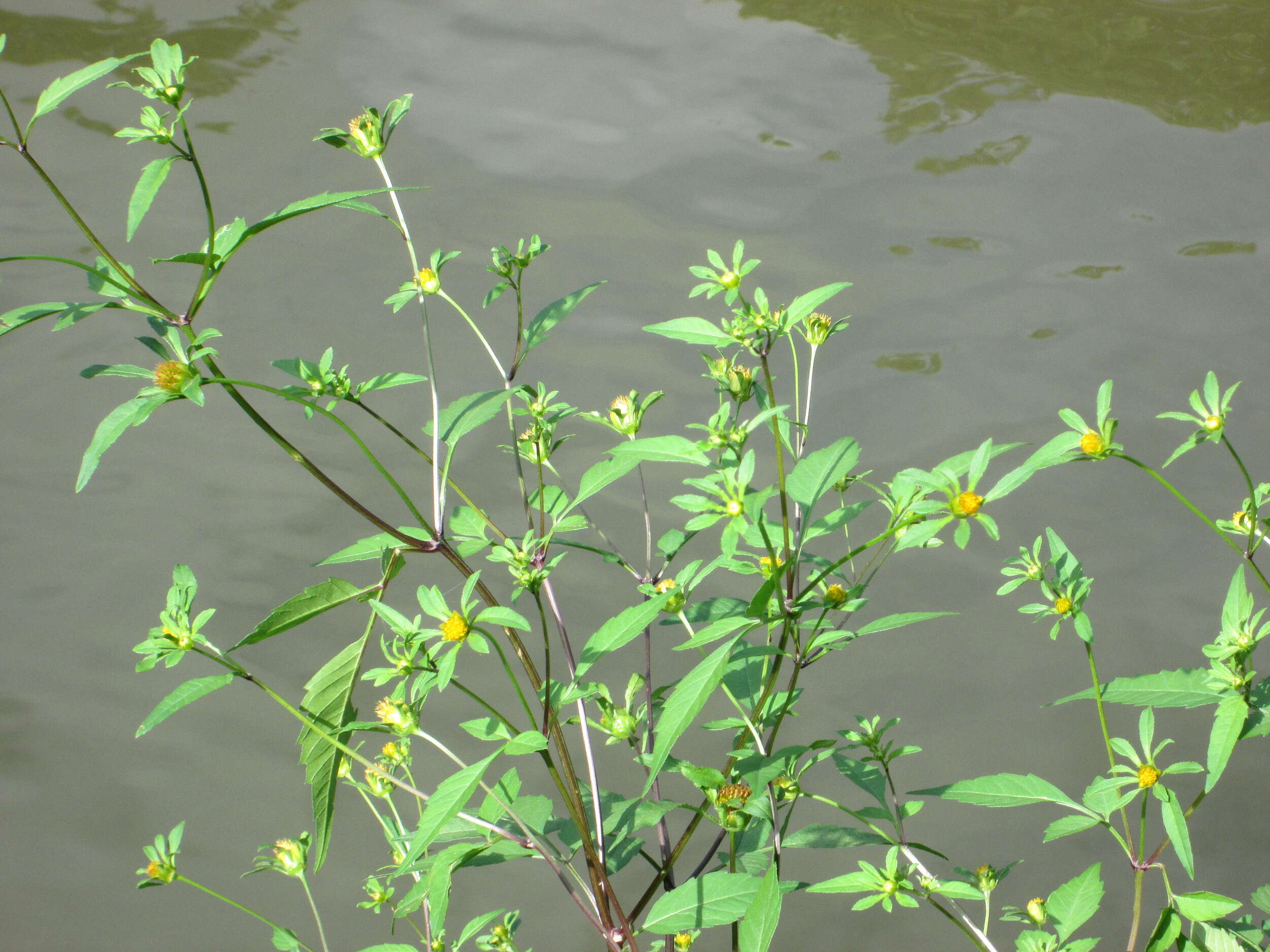 صورة Bidens frondosa L.