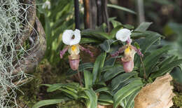 Image of Tran's Paphiopedilum