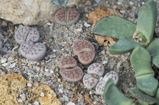 Image of Lithops karasmontana (Dinter & Schwant.) N. E. Br.