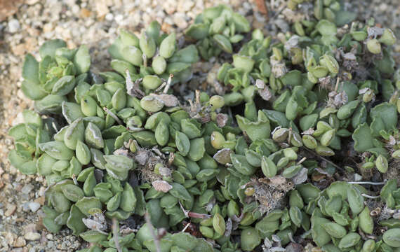 Image of Adromischus cristatus (Haw.) Lem.