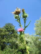 Image of Spear Thistle