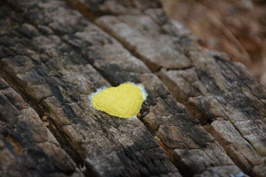 Image of Dog vomit slime mold