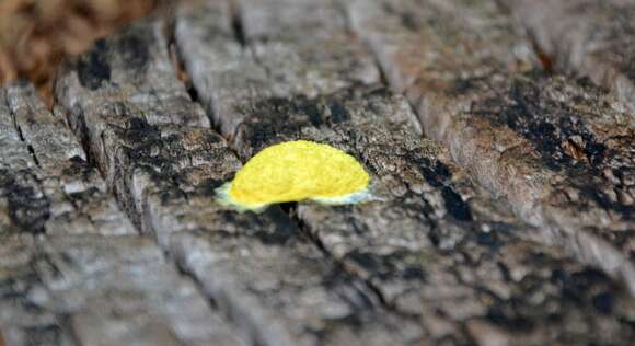 Image of Dog vomit slime mold