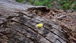 Image of Dog vomit slime mold