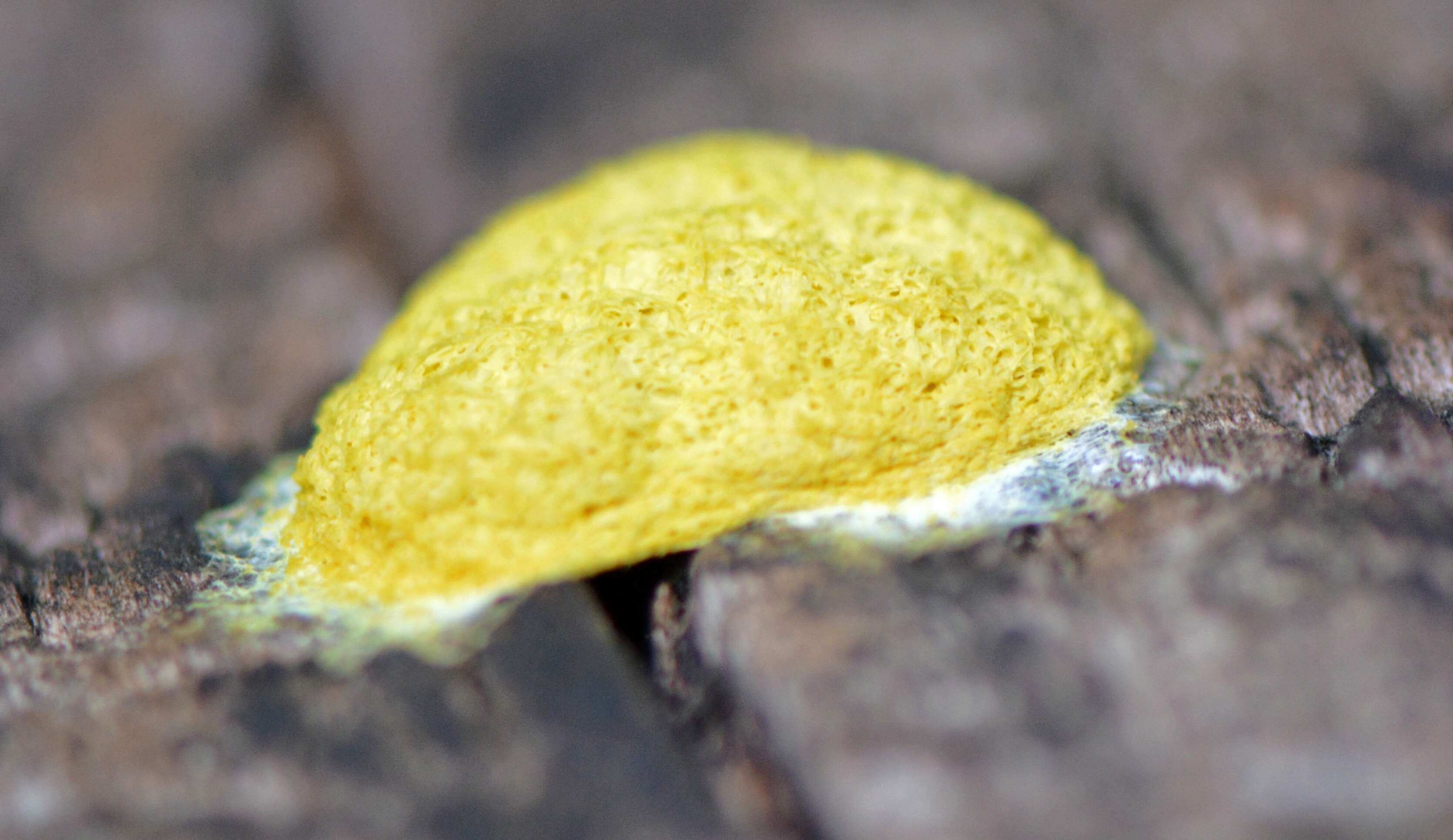 Image of Dog vomit slime mold