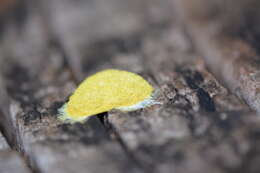 Image of Dog vomit slime mold