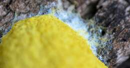 Image of Dog vomit slime mold